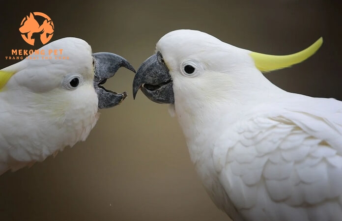Mua Bán Vẹt Cockatoo Uy Tín Tại TP.HCM
